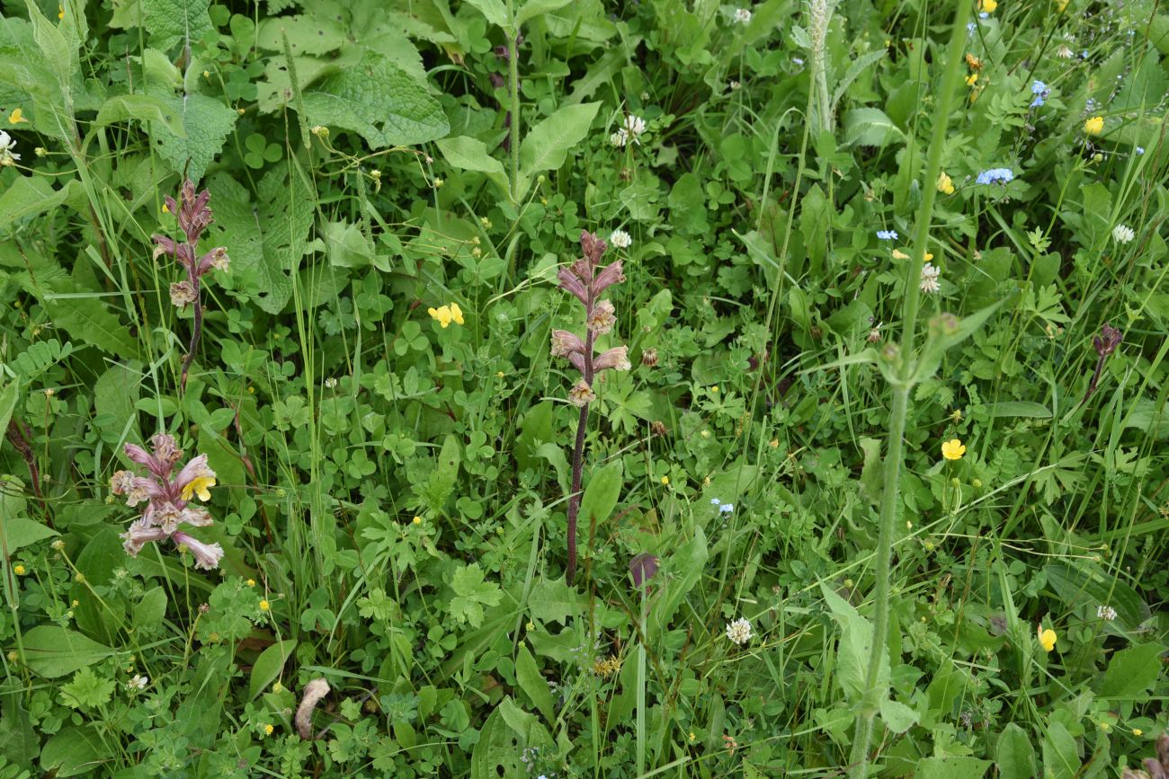 Image of Orobanche owerinii specimen.