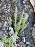 Pseudosedum longidentatum