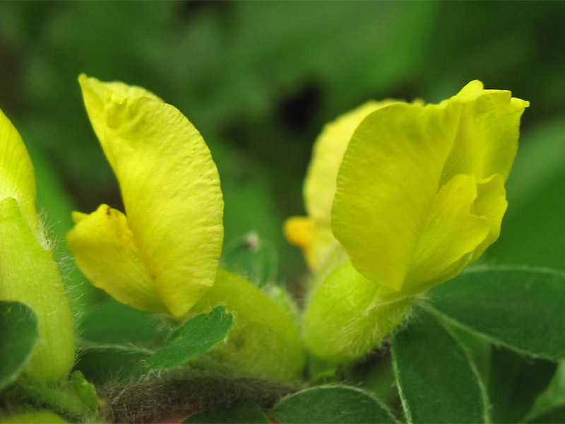 Изображение особи Chamaecytisus hirsutus.