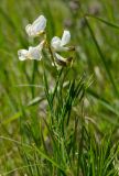 Lathyrus pallescens