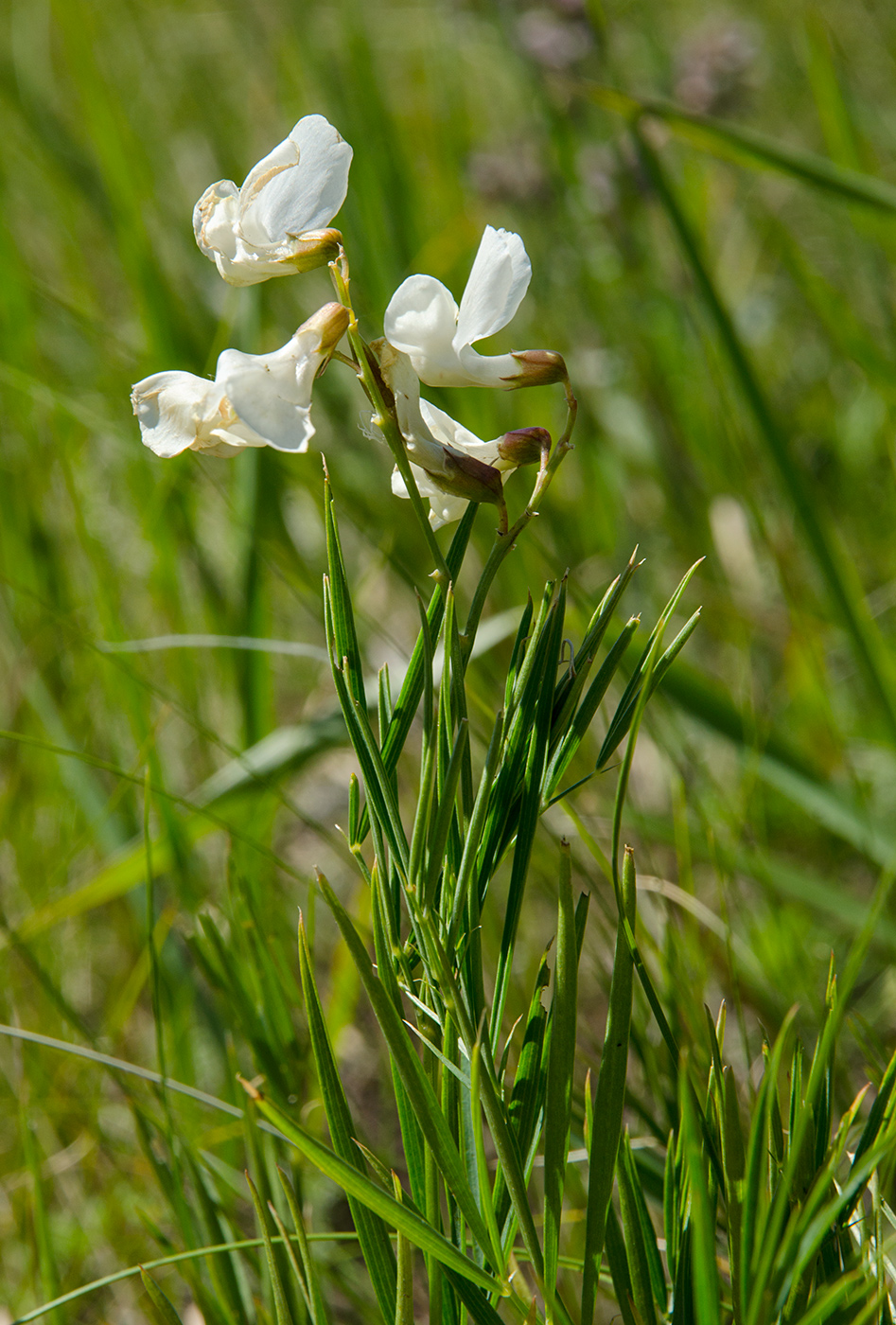 Image of Lathyrus pallescens specimen.