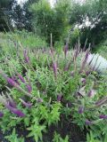Teucrium hircanicum
