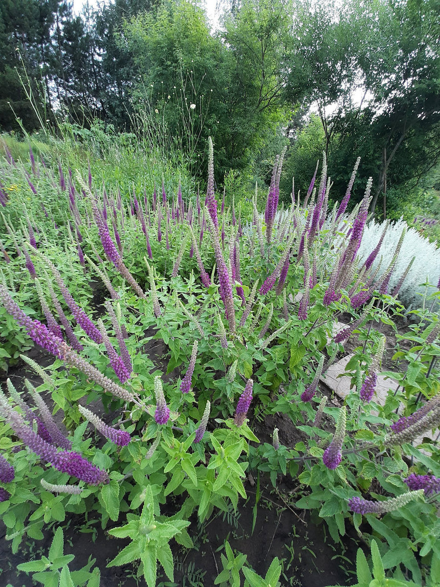 Изображение особи Teucrium hircanicum.