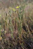 Helianthemum lasiocarpum