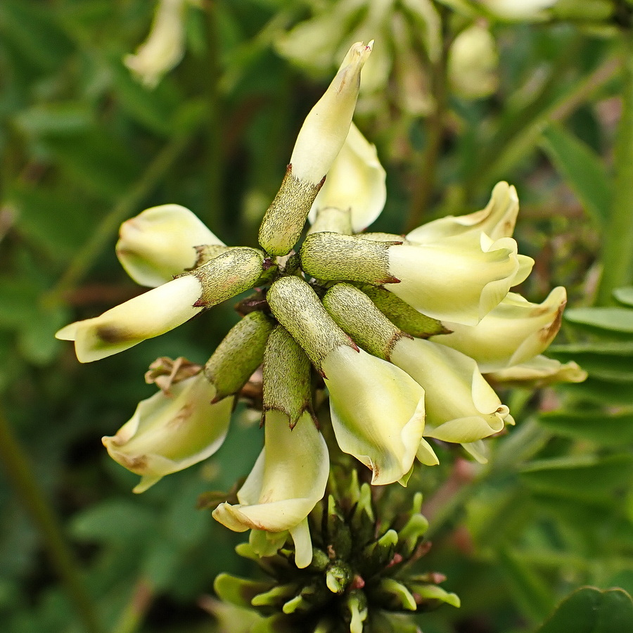 Image of Astragalus schelichowii specimen.
