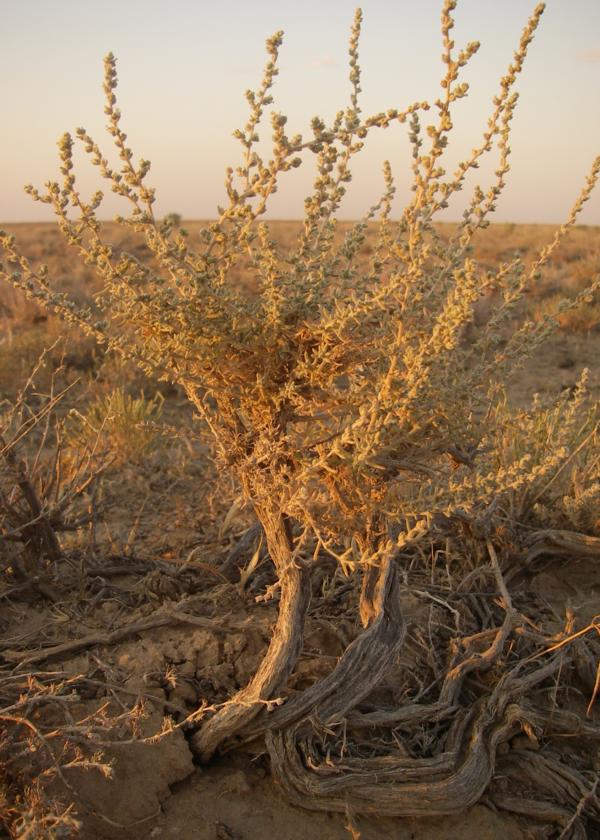 Изображение особи семейство Chenopodiaceae.