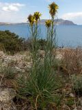Asphodeline lutea