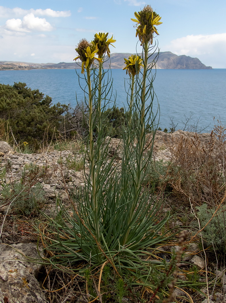 Изображение особи Asphodeline lutea.
