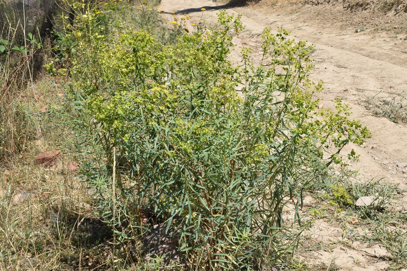 Изображение особи Euphorbia jaxartica.