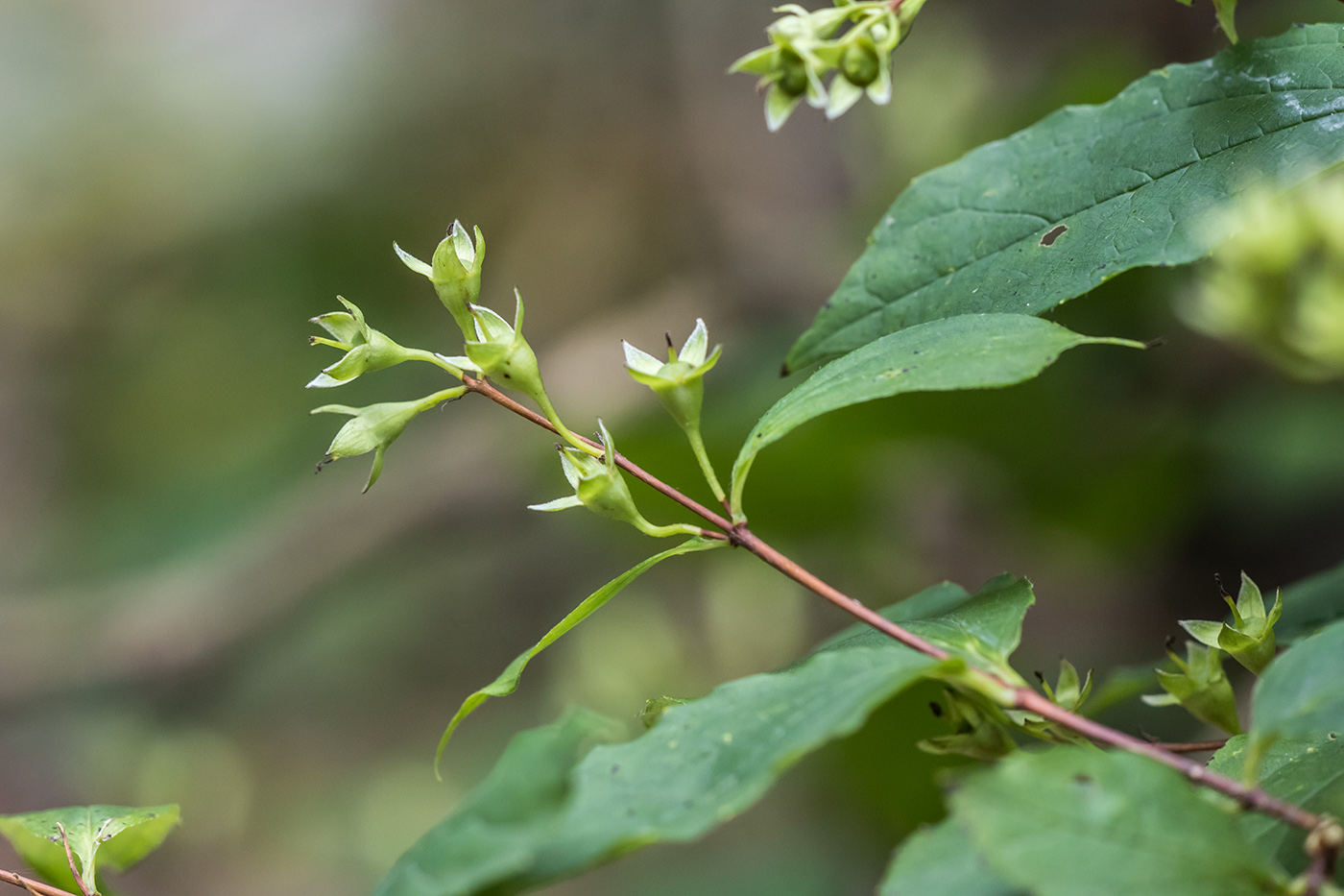 Image of Philadelphus caucasicus specimen.