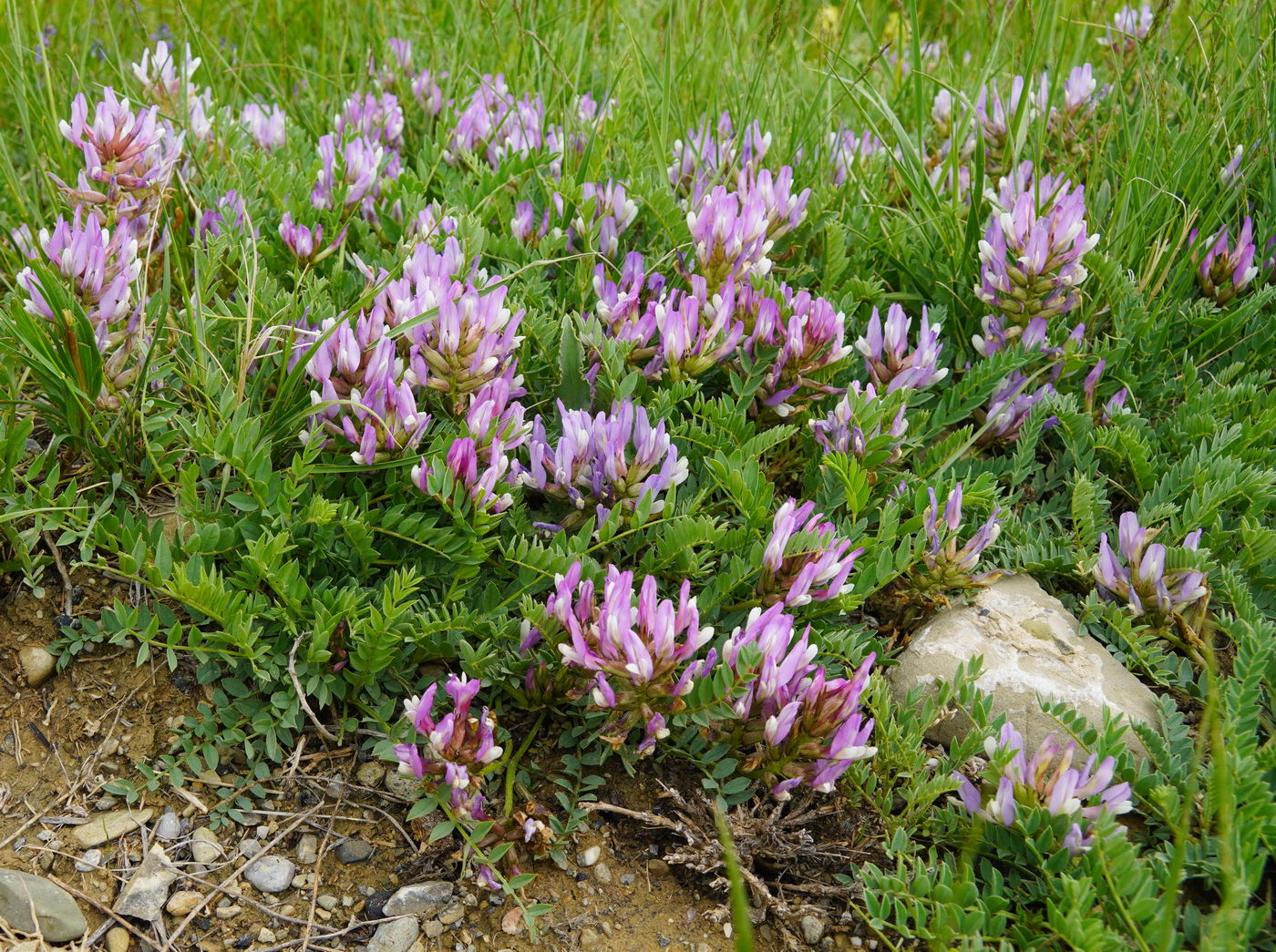 Image of Astragalus masenderanus specimen.