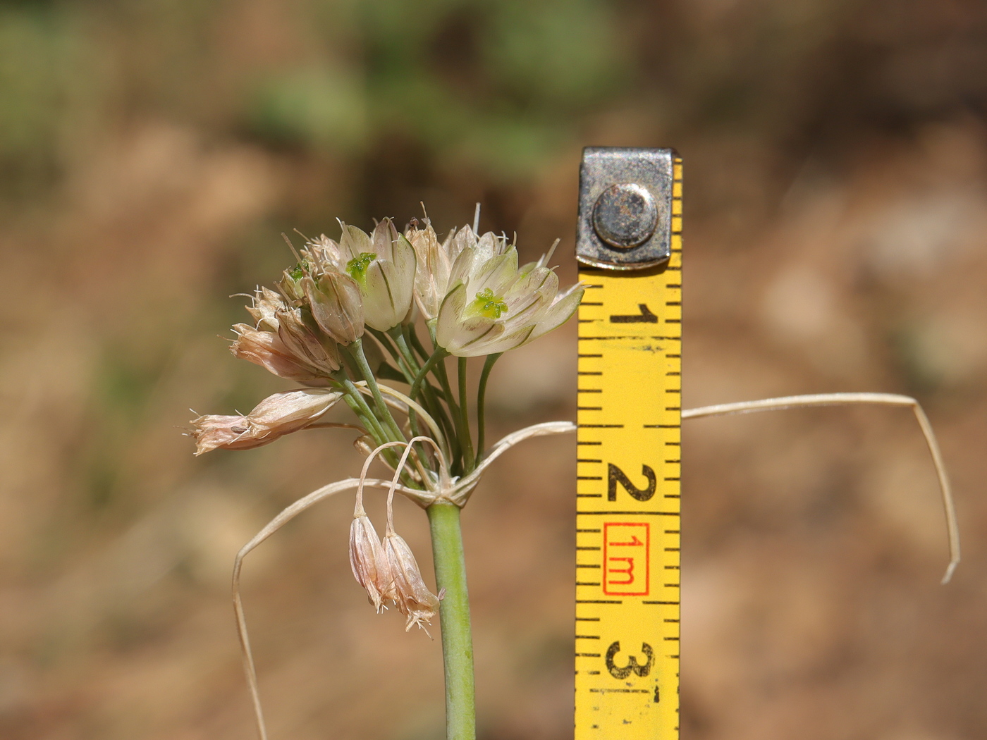 Image of Allium rupestre specimen.