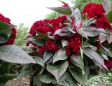 Celosia cristata. Цветущие растения. Кавказ, Сочинский р-н, Лазаревское, городские газоны. 30 сентября 2005 г.