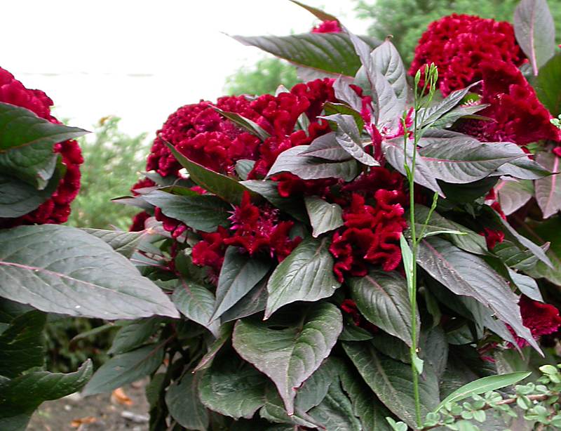 Изображение особи Celosia cristata.