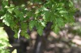 род Crataegus