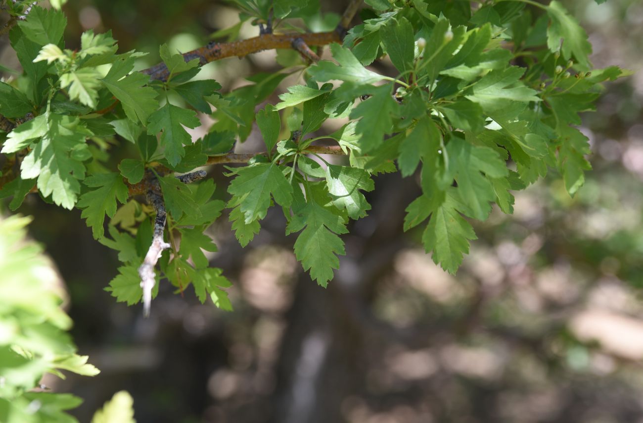 Изображение особи род Crataegus.