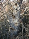 Juglans regia