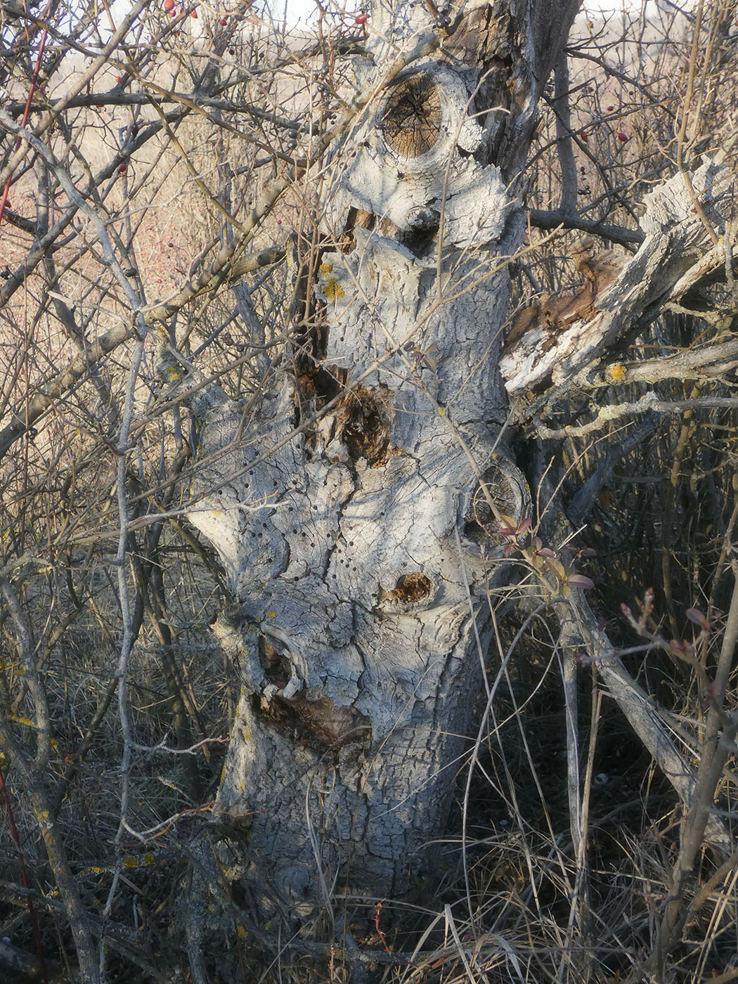 Изображение особи Juglans regia.