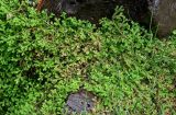 Selaginella kraussiana. Вегетирующие растения. Португалия, Азорские о-ва, о-в Сан-Мигел, кальдера вулкана Фурнаш, парк \"Терра-Ноштра\", каменистый участок берега пруда. 13.08.2025.
