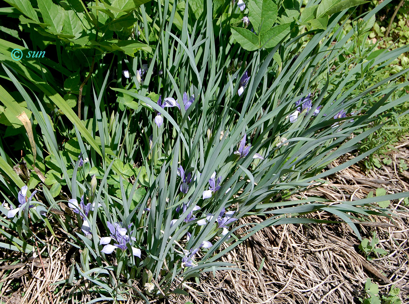 Изображение особи Iris lactea.