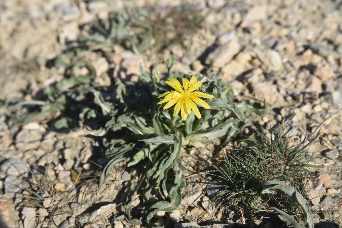 Image of genus Scorzonera specimen.