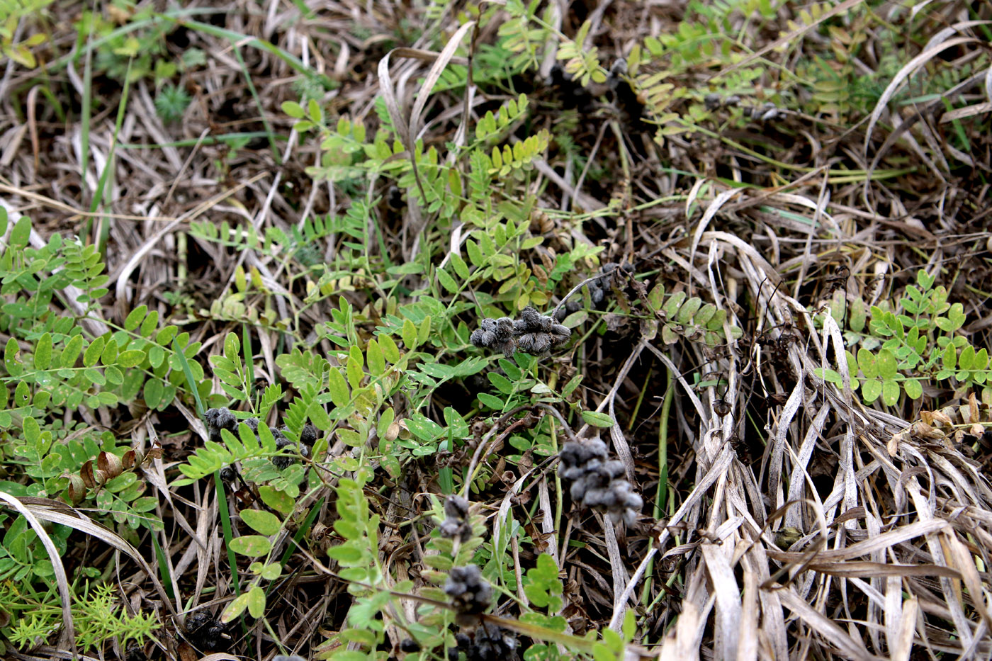 Изображение особи Astragalus cicer.