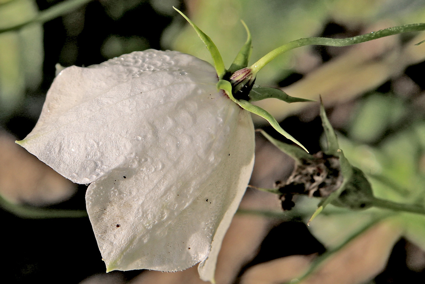 Изображение особи Campanula carpatica.