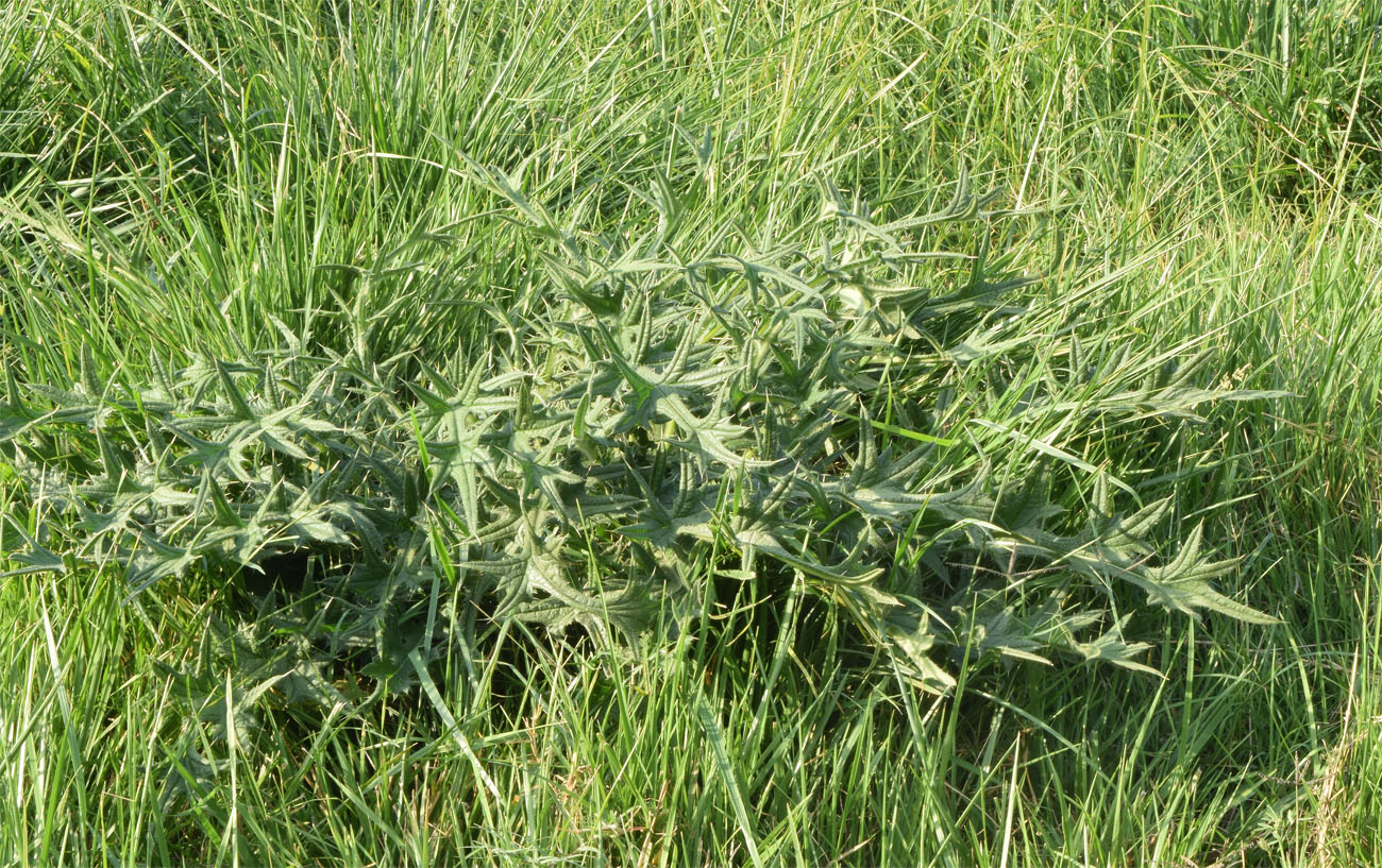 Изображение особи Cirsium vulgare.