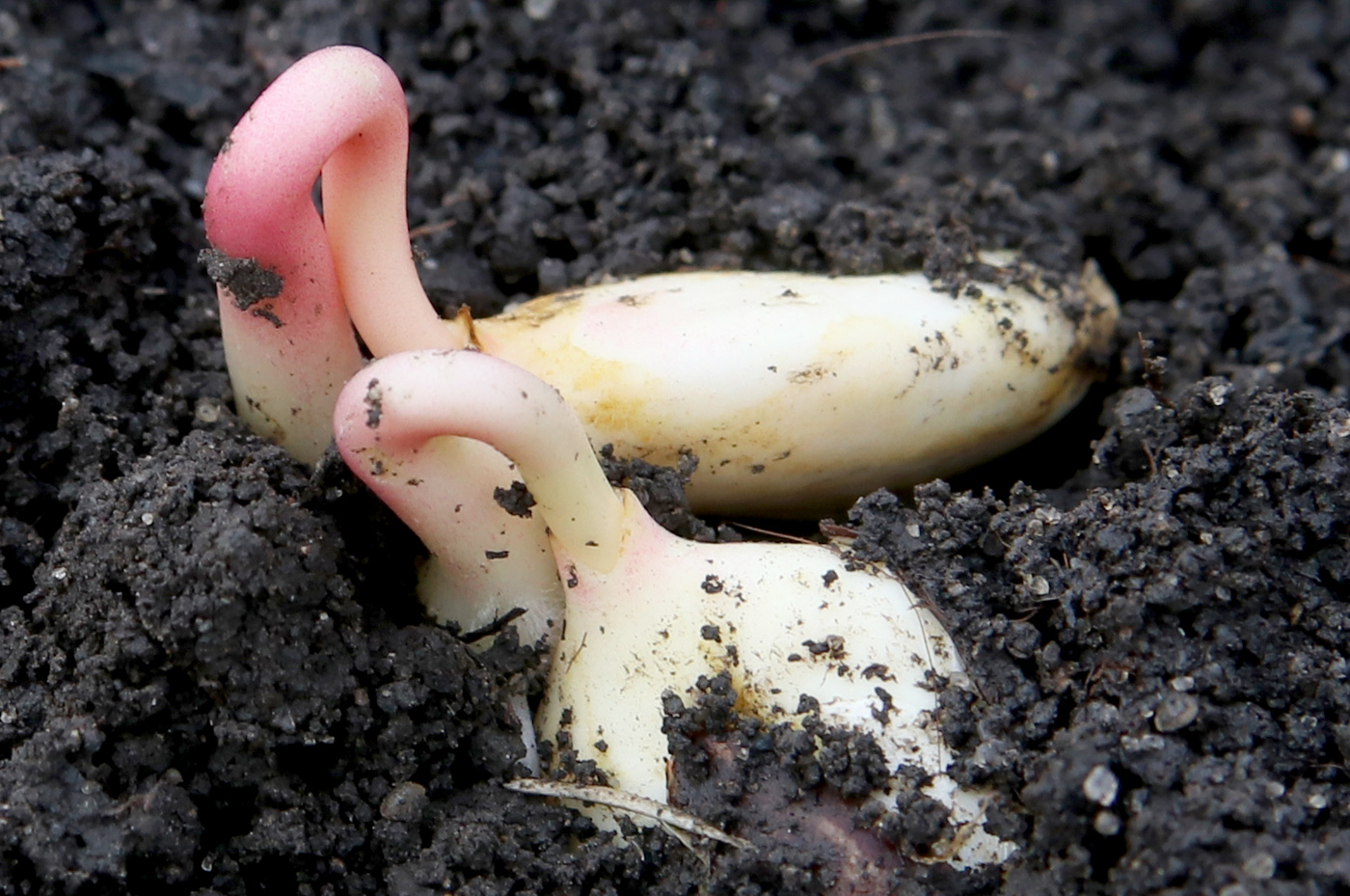 Image of Ricinus communis specimen.