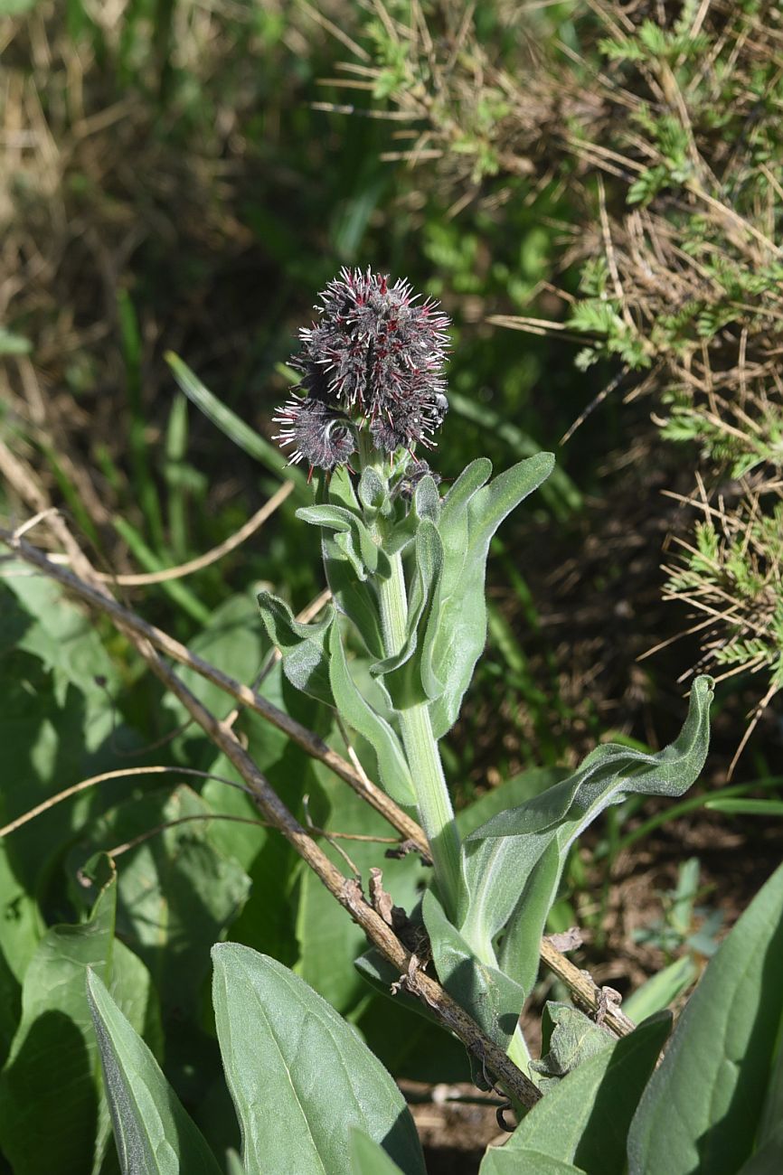 Изображение особи Solenanthus stamineus.