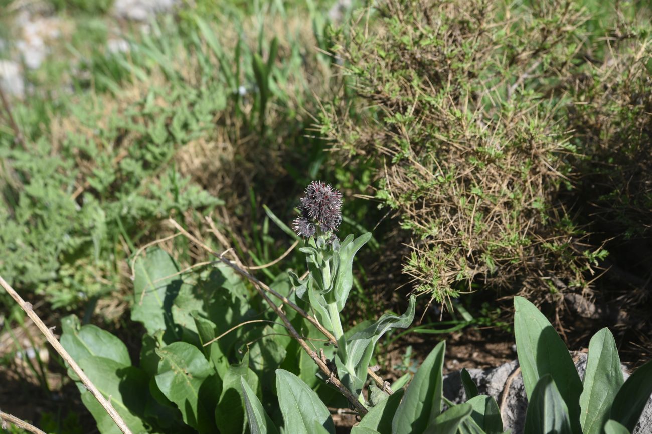 Image of Solenanthus stamineus specimen.