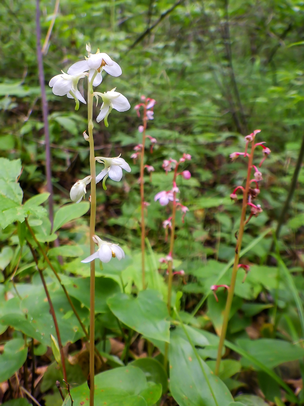 Изображение особи Pyrola incarnata.