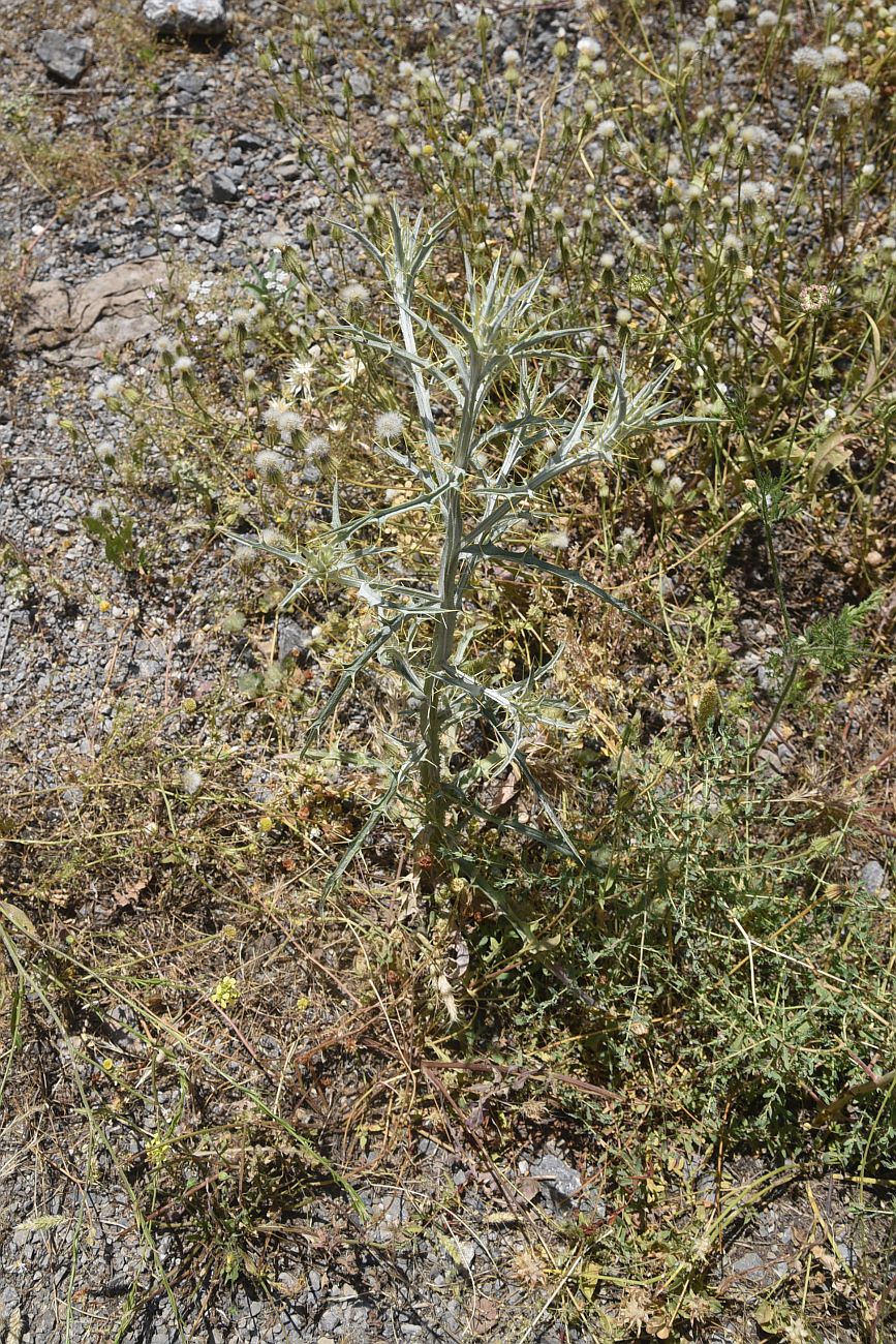 Image of Picnomon acarna specimen.