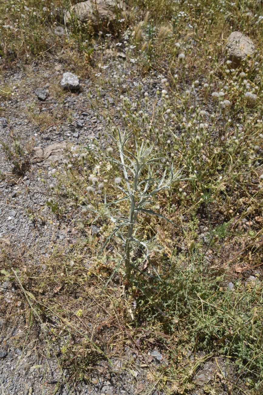Image of familia Asteraceae specimen.