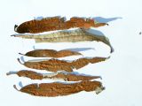 Salix viminalis. Прошлогодние листья. Алтай, Шебалинский р-н, с. Камлак. 21.04.2011.