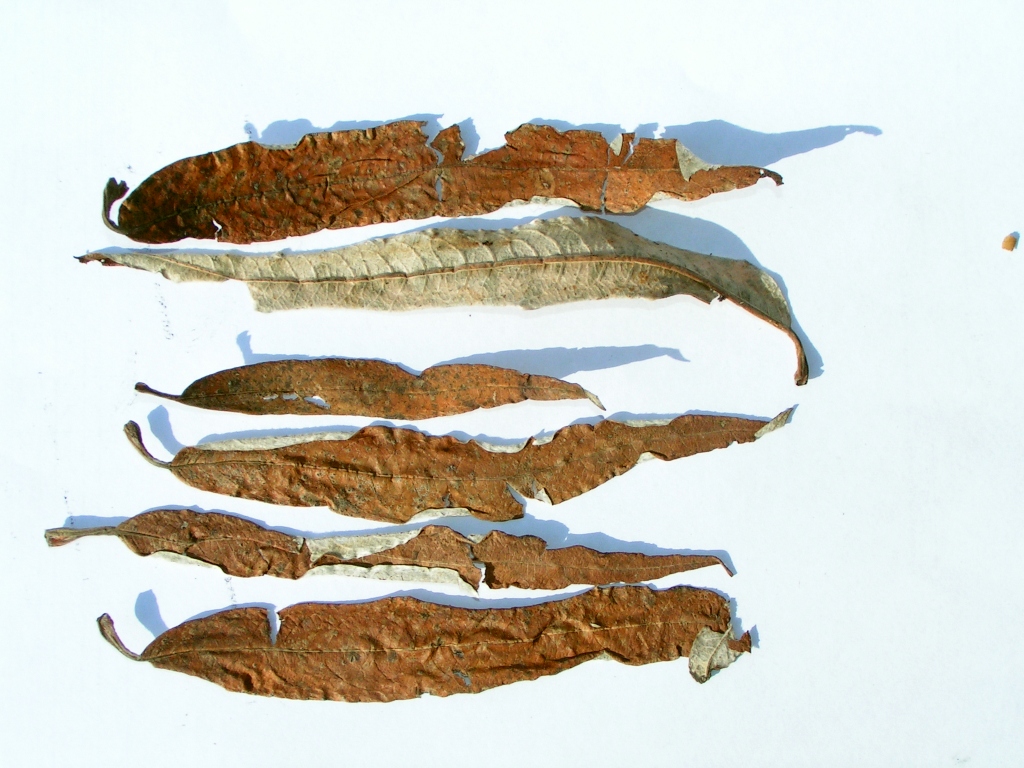 Image of Salix viminalis specimen.