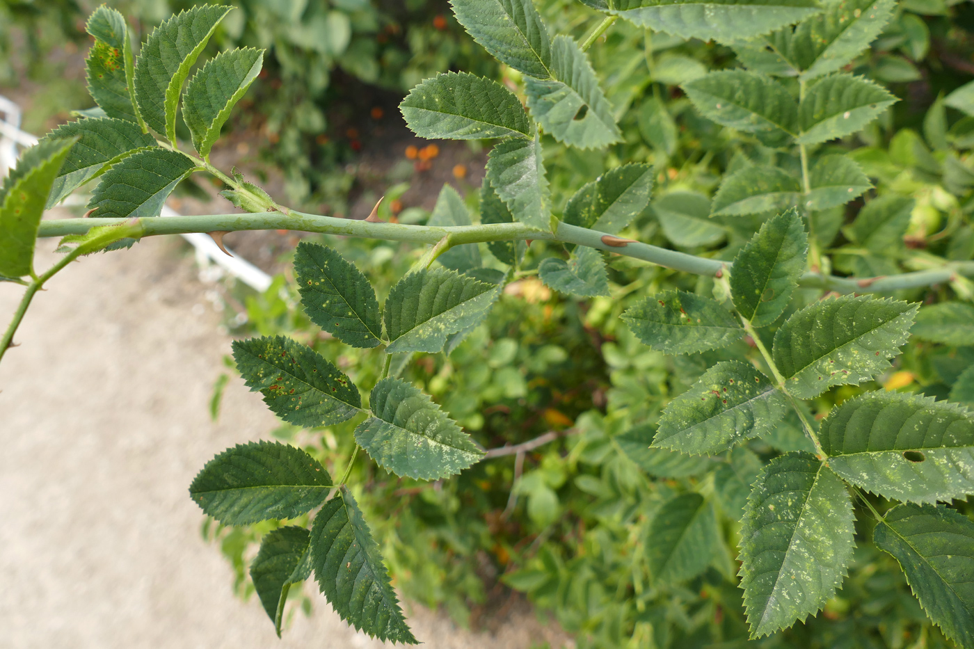 Изображение особи Rosa canina.