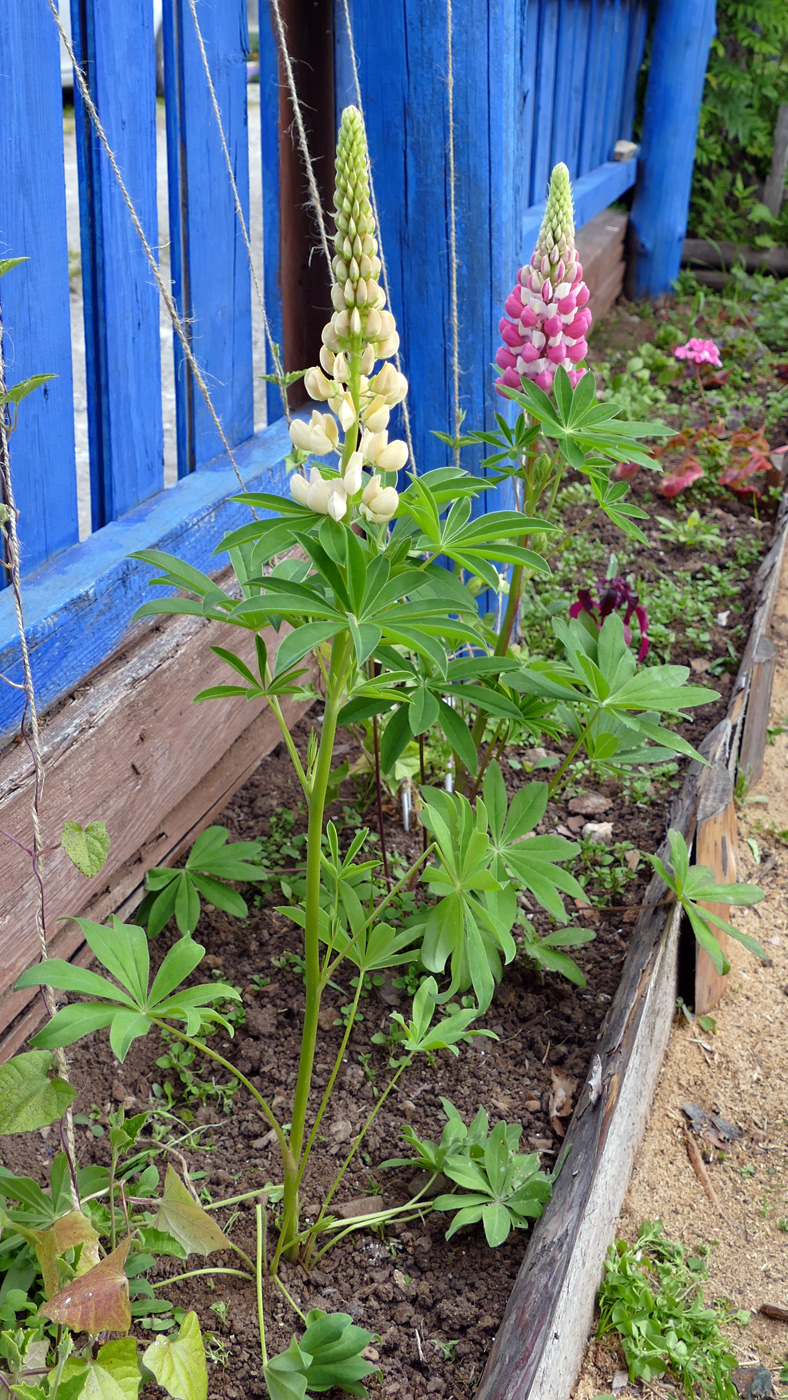 Изображение особи Lupinus polyphyllus.
