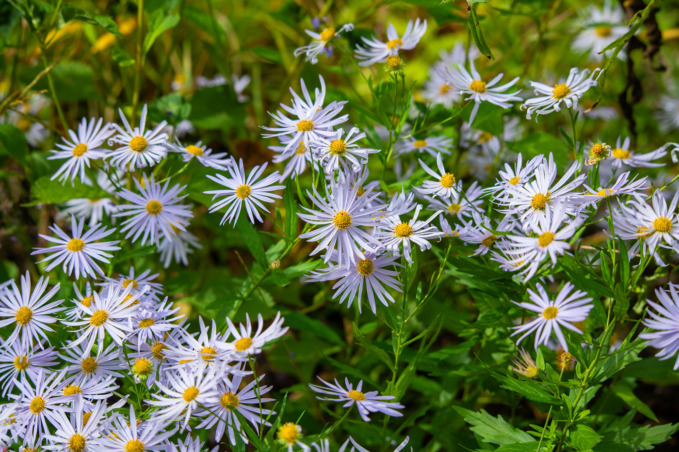 Изображение особи Aster amellus.