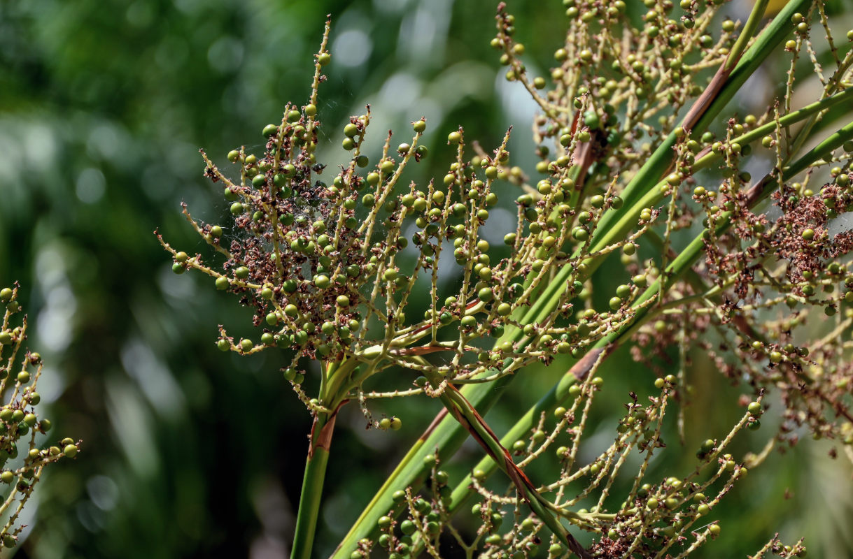 Изображение особи Sabal minor.