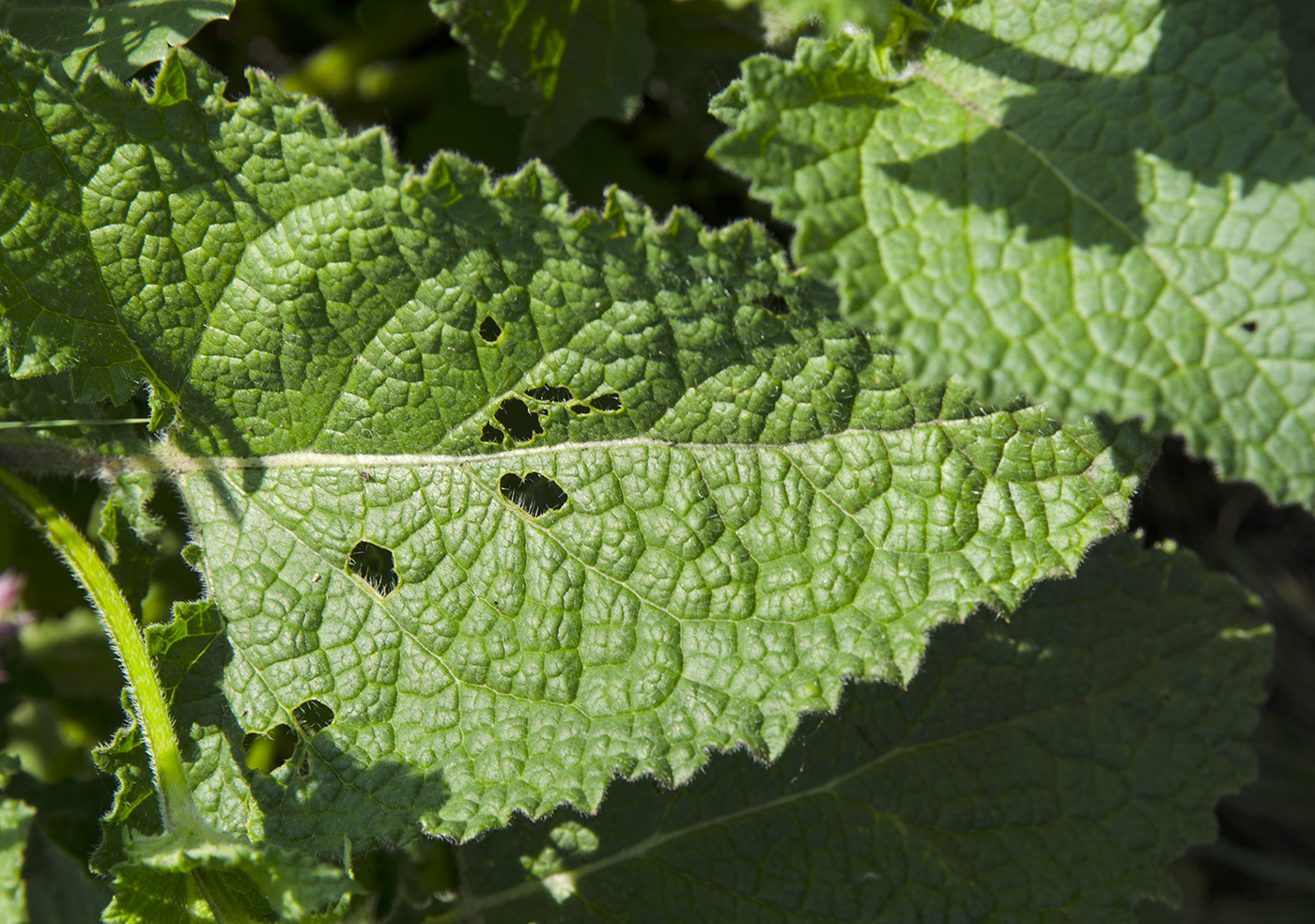 Image of Salvia verticillata specimen.