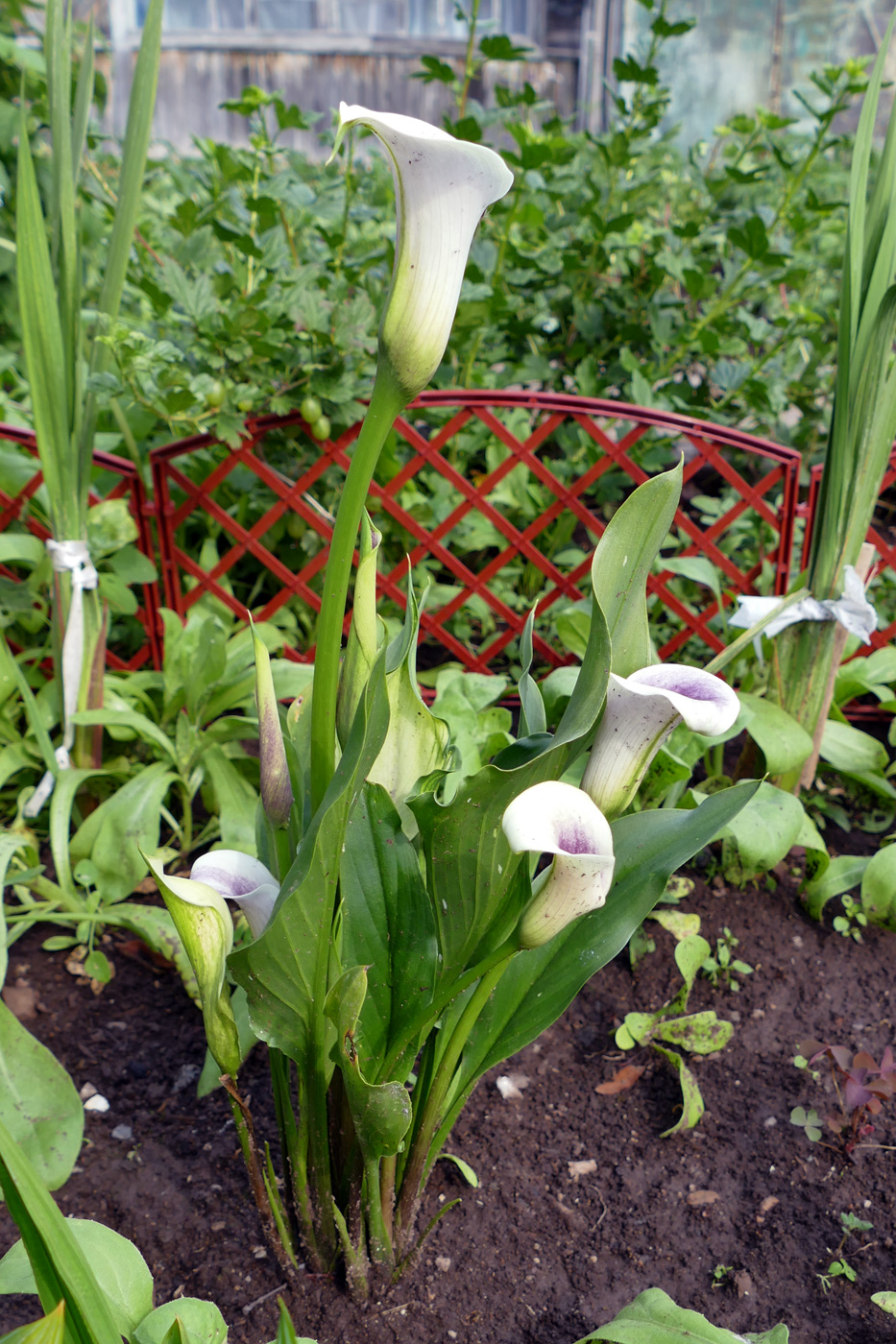 Изображение особи род Zantedeschia.