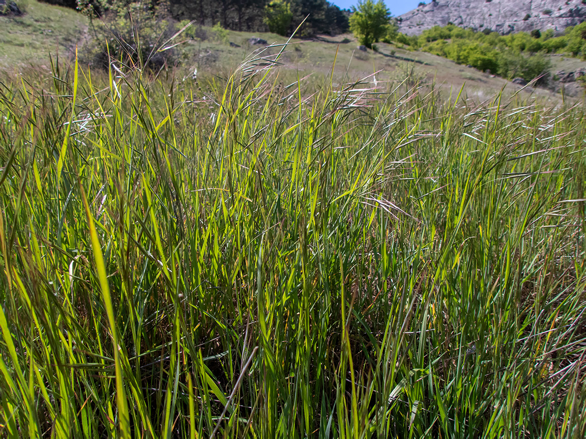 Изображение особи Anisantha sterilis.