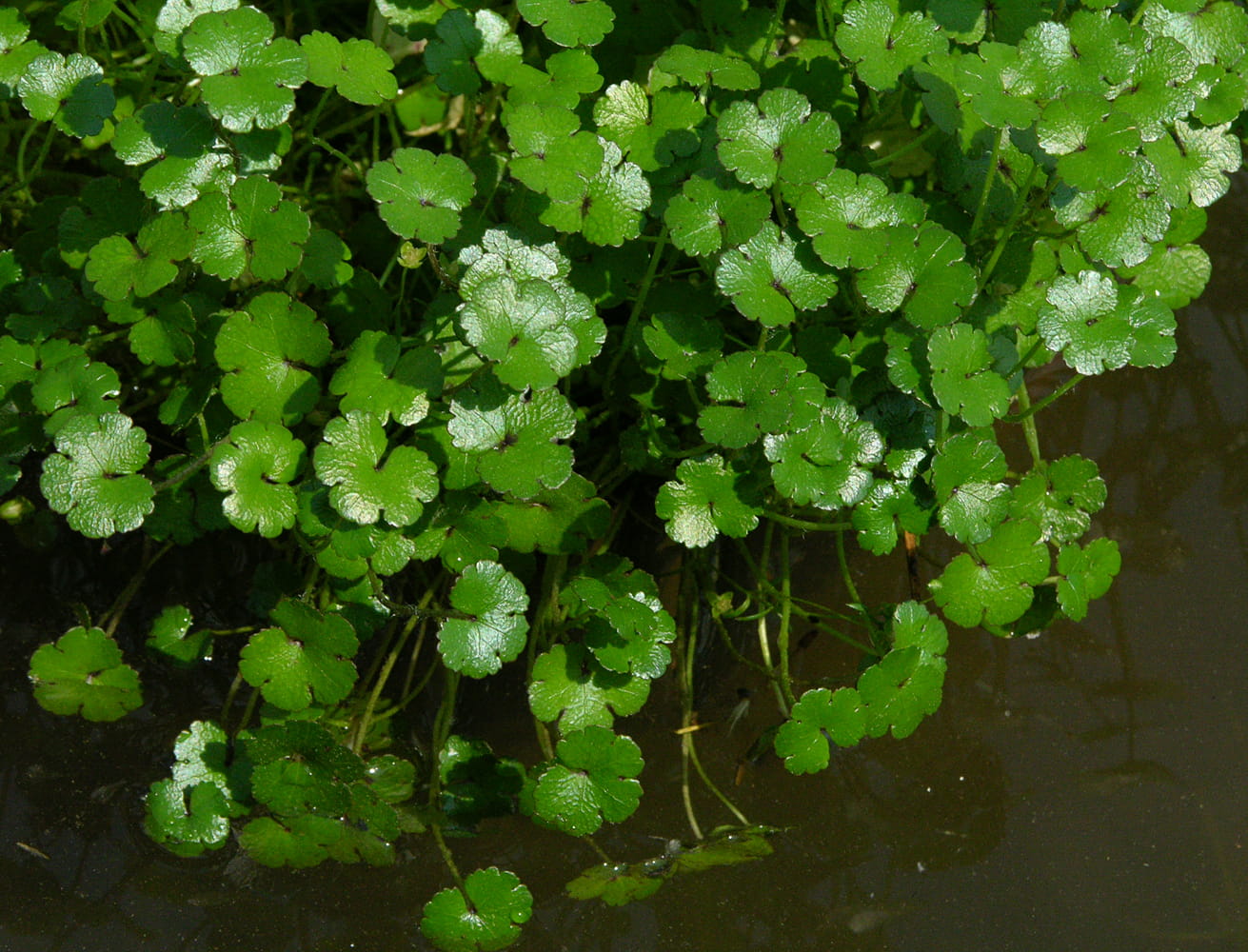 Изображение особи род Hydrocotyle.