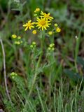 Senecio vernalis. Верхушка цветущего растения. Липецкая обл., Елецкий р-н, дол. р. Воргол, луговой склон. 09.05.2026.