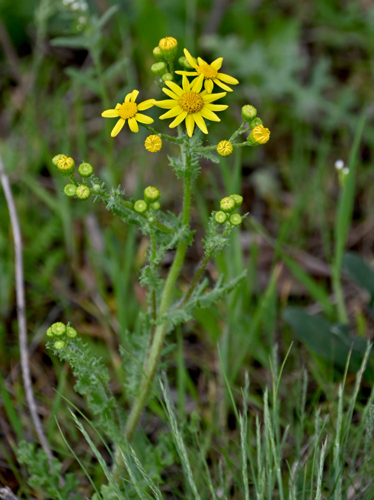 Image of Senecio vernalis specimen.