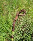 Equisetum telmateia. Верхушка побега с сохранившимся спороносным колоском. Краснодарский край, окр. г. Адлер, вырубка под ЛЭП. 30.06.2024.