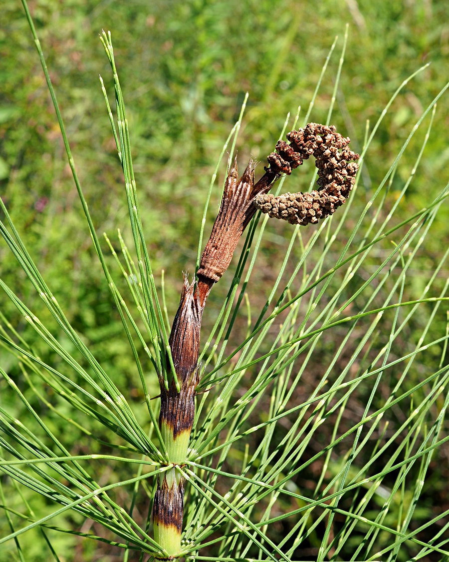Изображение особи Equisetum telmateia.