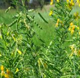 семейство Fabaceae. Верхушки цветущих и плодоносящих побегов. ЮАР, пров. Гаутенг, пригород Киблер Парк (Kibler Park), природный запов. \"Клиприверсберг\" (Klipriviersberg Nature Reserve), саванна, экотропа. 20.01.2025.