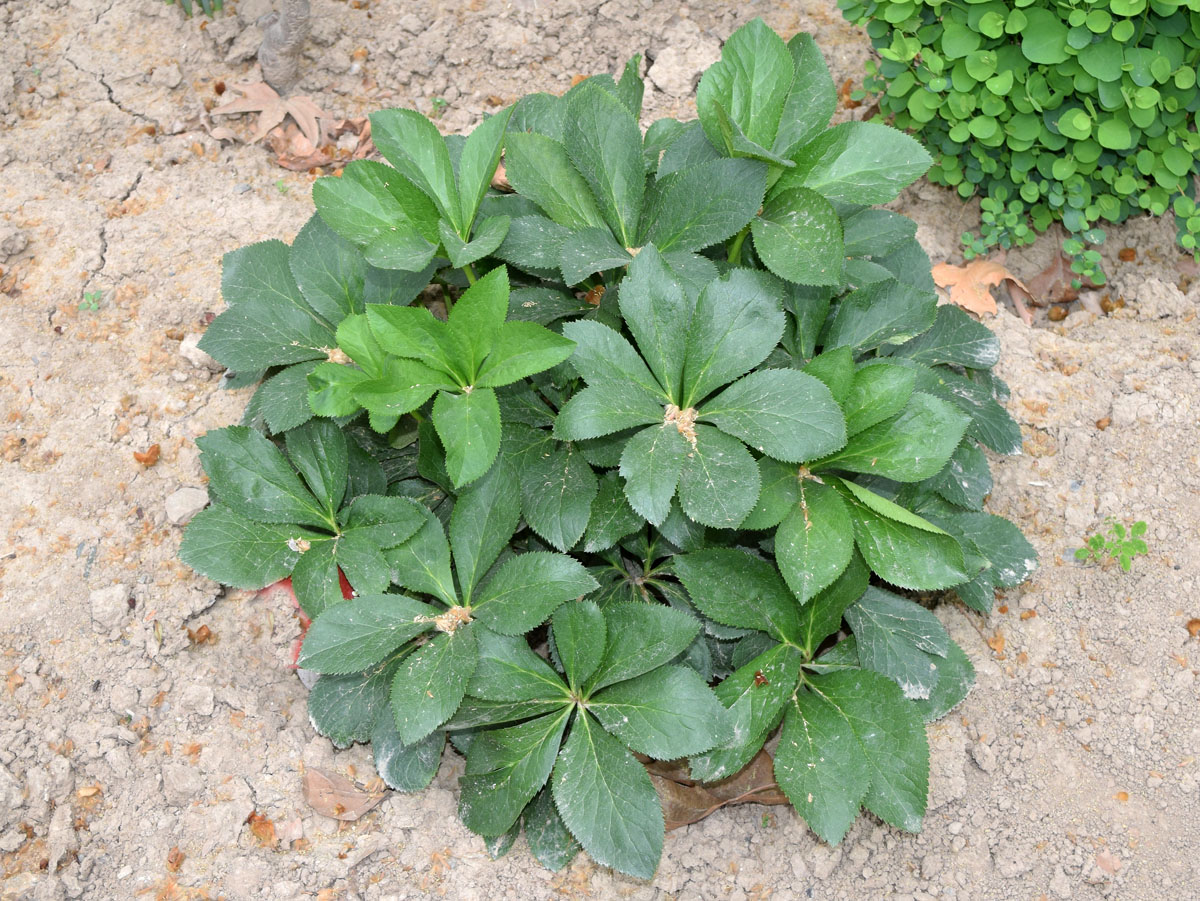 Image of genus Helleborus specimen.